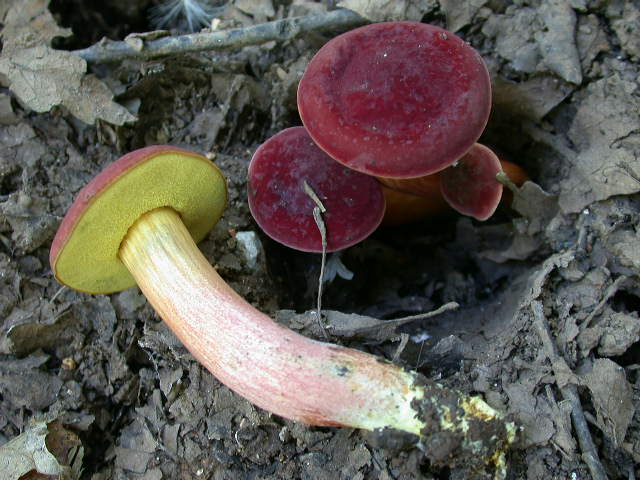 Boletus da determinare >>> n� 7